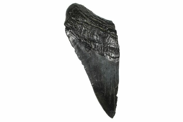 Partial Fossil Megalodon Tooth - South Carolina #368541